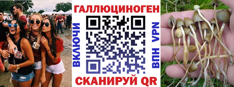 Купить  Андреаполь  Псилоцибиновые грибы MAGIC MUSHROOMS 